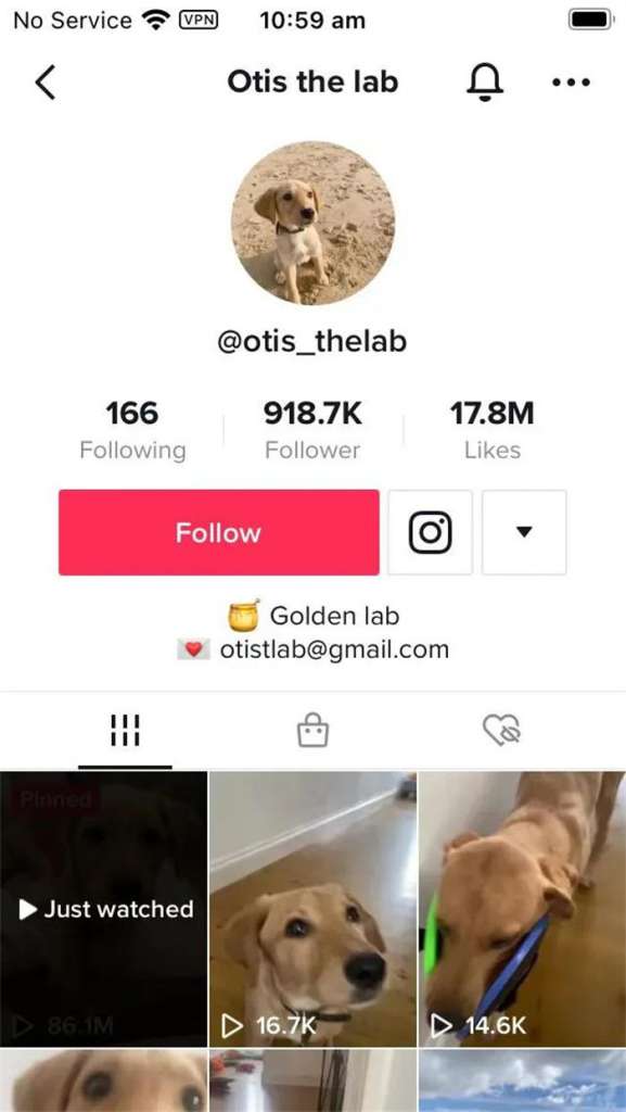 Tiktok Pet Account 577x1024 